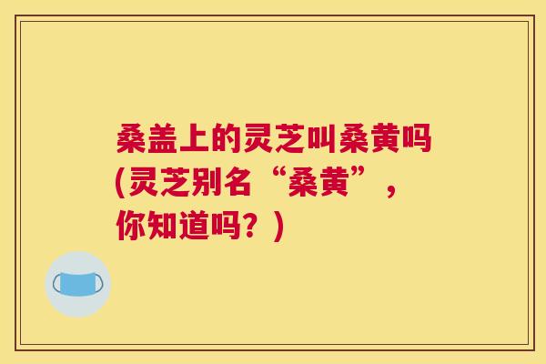 桑盖上的灵芝叫桑黄吗(灵芝别名“桑黄”,你知道吗?) 桑盖上的灵芝叫桑黄吗(灵芝别名“桑黄”,你知道吗?)