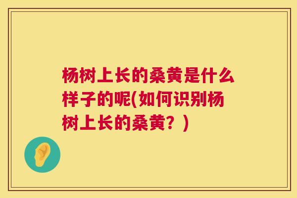 杨树上长的桑黄是什么样子的呢(如何识别杨树上长的桑黄?) 杨树上长的桑黄是什么样子的呢(如何识别杨树上长的桑黄?)
