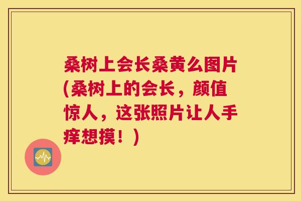 桑树上会长桑黄么图片(桑树上的会长,颜值惊人,这张照片让人手痒想摸!) 桑树上会长桑黄么图片(桑树上的会长,颜值惊人,这张照片让人手痒想摸!)