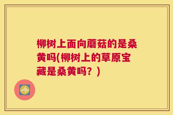 柳树上面向蘑菇的是桑黄吗(柳树上的草原宝藏是桑黄吗?) 柳树上面向蘑菇的是桑黄吗(柳树上的草原宝藏是桑黄吗?)