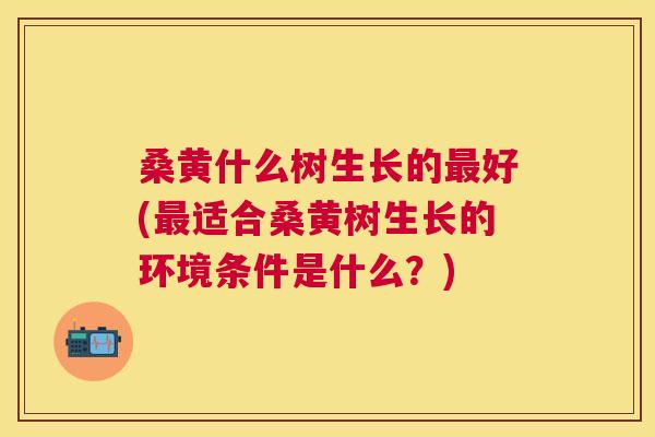 桑黄什么树生长的好(适合桑黄树生长的环境条件是什么?) 桑黄什么树生长的好(适合桑黄树生长的环境条件是什么?)