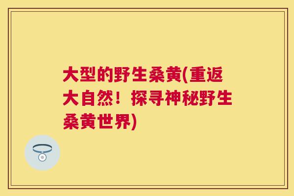 大型的野生桑黄(重返大自然!探寻神秘野生桑黄世界) 大型的野生桑黄(重返大自然!探寻神秘野生桑黄世界)