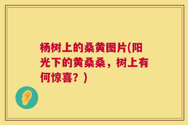 杨树上的桑黄图片(阳光下的黄桑桑,树上有何惊喜?) 杨树上的桑黄图片(阳光下的黄桑桑,树上有何惊喜?)