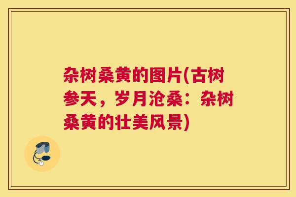杂树桑黄的图片(古树参天,岁月沧桑:杂树桑黄的壮美风景) 杂树桑黄的图片(古树参天,岁月沧桑:杂树桑黄的壮美风景)
