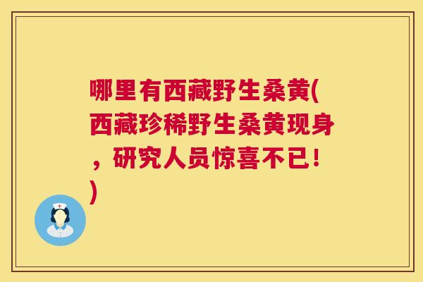 哪里有西藏野生桑黄(西藏珍稀野生桑黄现身,研究人员惊喜不已!) 哪里有西藏野生桑黄(西藏珍稀野生桑黄现身,研究人员惊喜不已!)