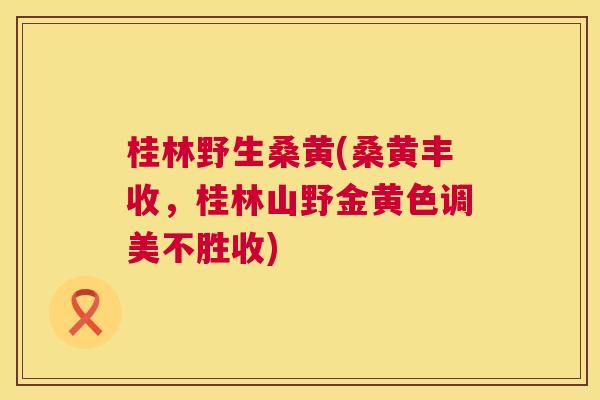 桂林野生桑黄(桑黄丰收,桂林山野金黄色调美不胜收) 桂林野生桑黄(桑黄丰收,桂林山野金黄色调美不胜收)