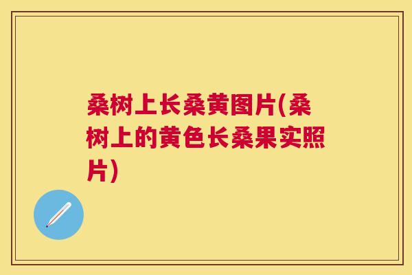 桑树上长桑黄图片(桑树上的黄色长桑果实照片) 桑树上长桑黄图片(桑树上的黄色长桑果实照片)