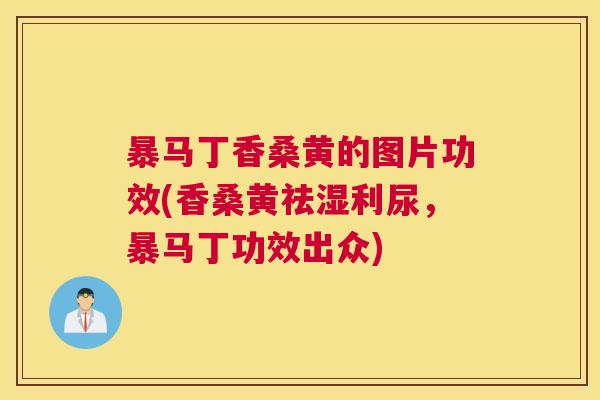 暴马丁香桑黄的图片功效(香桑黄祛湿利尿,暴马丁功效出众) 暴马丁香桑黄的图片功效(香桑黄祛湿利尿,暴马丁功效出众)