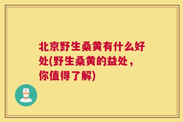 北京野生桑黄有什么好处(野生桑黄的益处,你值得了解) 北京野生桑黄有什么好处(野生桑黄的益处,你值得了解)