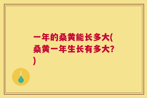 一年的桑黄能长多大(桑黄一年生长有多大?) 一年的桑黄能长多大(桑黄一年生长有多大?)
