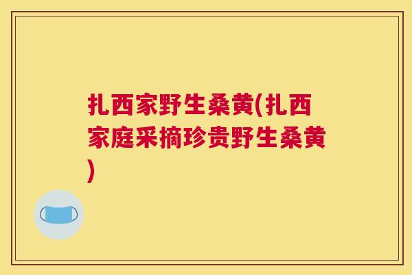 扎西家野生桑黄(扎西家庭采摘珍贵野生桑黄) 扎西家野生桑黄(扎西家庭采摘珍贵野生桑黄)