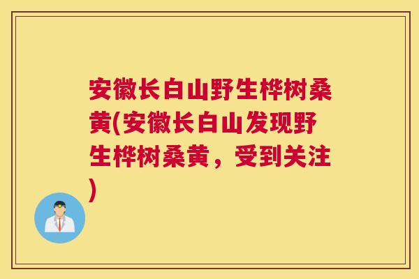 安徽长白山野生桦树桑黄(安徽长白山发现野生桦树桑黄,受到关注) 安徽长白山野生桦树桑黄(安徽长白山发现野生桦树桑黄,受到关注)