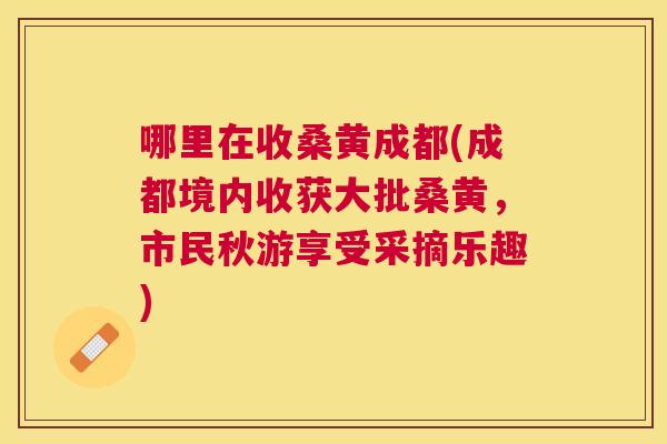 哪里在收桑黄成都(成都境内收获大批桑黄，市民秋游享受采摘乐趣)