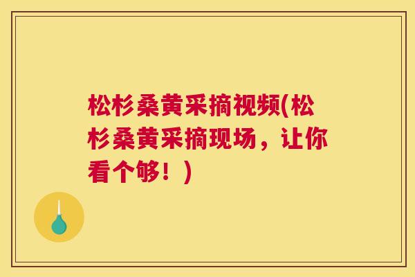 松杉桑黄采摘视频(松杉桑黄采摘现场,让你看个够!) 松杉桑黄采摘视频(松杉桑黄采摘现场,让你看个够!)