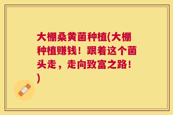 大棚桑黄菌种植(大棚种植赚钱！跟着这个菌头走，走向致富之路！)