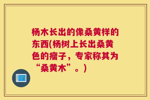 杨木长出的像桑黄样的东西(杨树上长出桑黄色的瘤子,专家称其为“桑黄木”。) 杨木长出的像桑黄样的东西(杨树上长出桑黄色的瘤子,专家称其为“桑黄木”。)