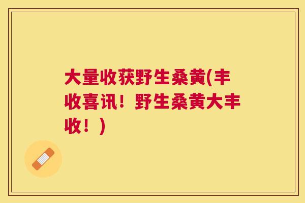 大量收获野生桑黄(丰收喜讯!野生桑黄大丰收!) 大量收获野生桑黄(丰收喜讯!野生桑黄大丰收!)