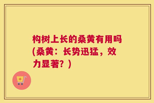 构树上长的桑黄有用吗(桑黄:长势迅猛,效力显著?) 构树上长的桑黄有用吗(桑黄:长势迅猛,效力显著?)