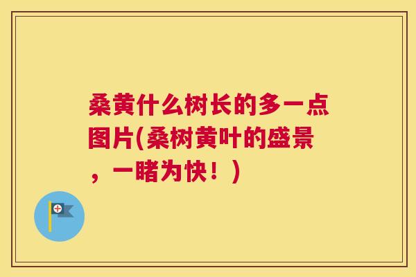 桑黄什么树长的多一点图片(桑树黄叶的盛景,一睹为快!) 桑黄什么树长的多一点图片(桑树黄叶的盛景,一睹为快!)