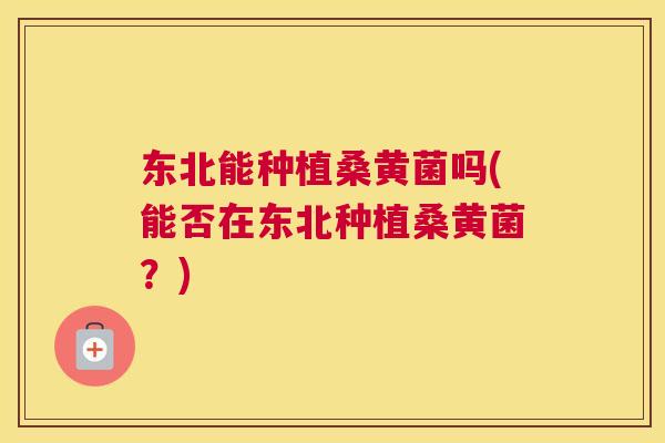 东北能种植桑黄菌吗(能否在东北种植桑黄菌?) 东北能种植桑黄菌吗(能否在东北种植桑黄菌?)