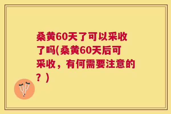 桑黄60天了可以采收了吗(桑黄60天后可采收,有何需要注意的?) 桑黄60天了可以采收了吗(桑黄60天后可采收,有何需要注意的?)