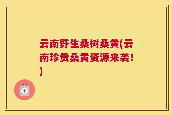 云南野生桑树桑黄(云南珍贵桑黄资源来袭!) 云南野生桑树桑黄(云南珍贵桑黄资源来袭!)