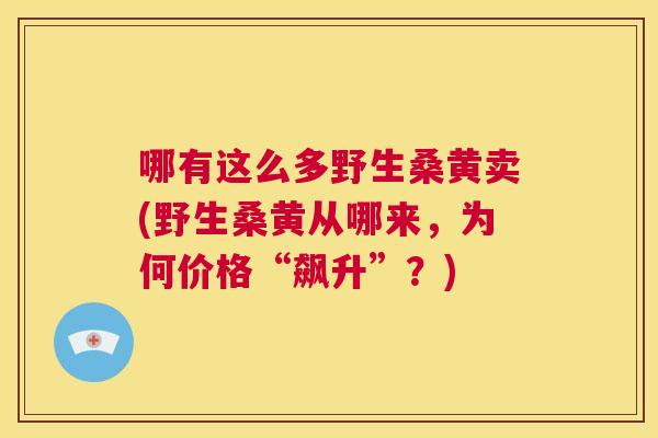 哪有这么多野生桑黄卖(野生桑黄从哪来，为何价格“飙升”？)