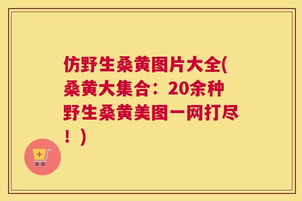 仿野生桑黄图片大全(桑黄大集合:20余种野生桑黄美图一网打尽!) 仿野生桑黄图片大全(桑黄大集合:20余种野生桑黄美图一网打尽!)