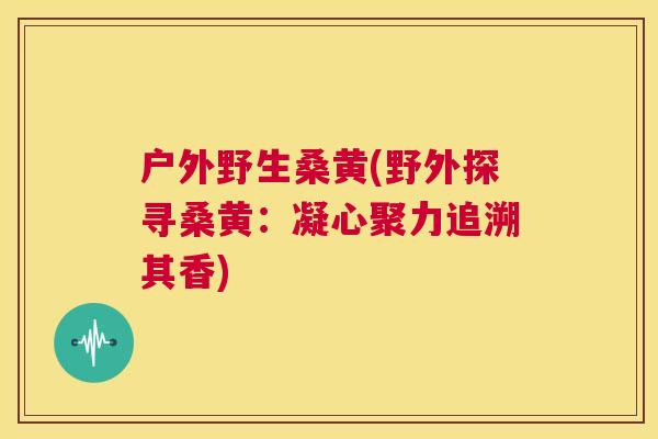 户外野生桑黄(野外探寻桑黄:凝心聚力追溯其香) 户外野生桑黄(野外探寻桑黄:凝心聚力追溯其香)