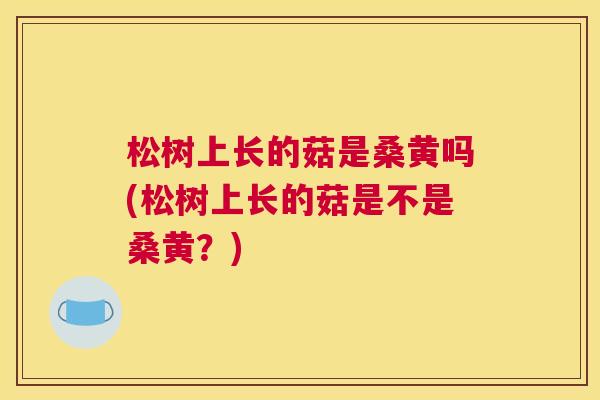 松树上长的菇是桑黄吗(松树上长的菇是不是桑黄?) 松树上长的菇是桑黄吗(松树上长的菇是不是桑黄?)