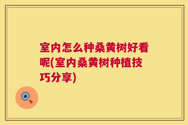 室内怎么种桑黄树好看呢(室内桑黄树种植技巧分享) 室内怎么种桑黄树好看呢(室内桑黄树种植技巧分享)