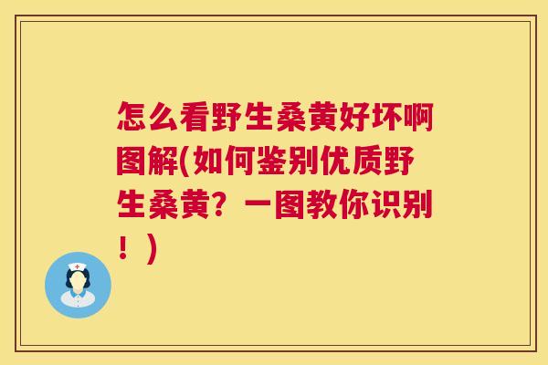 怎么看野生桑黄好坏啊图解(如何鉴别优质野生桑黄?一图教你识别!) 怎么看野生桑黄好坏啊图解(如何鉴别优质野生桑黄?一图教你识别!)