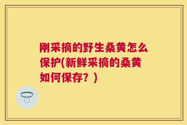 刚采摘的野生桑黄怎么保护(新鲜采摘的桑黄如何保存?) 刚采摘的野生桑黄怎么保护(新鲜采摘的桑黄如何保存?)