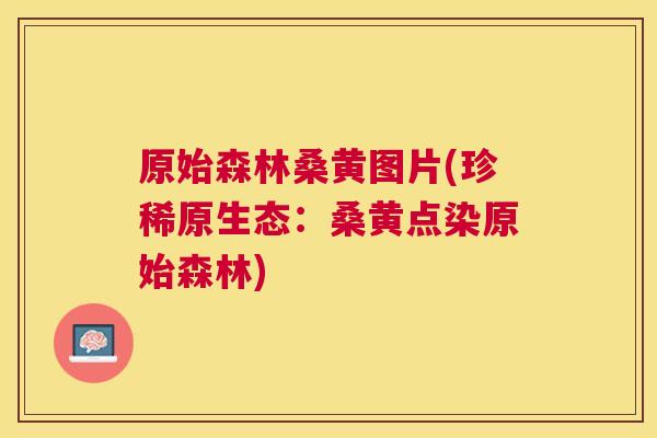 原始森林桑黄图片(珍稀原生态:桑黄点染原始森林) 原始森林桑黄图片(珍稀原生态:桑黄点染原始森林)