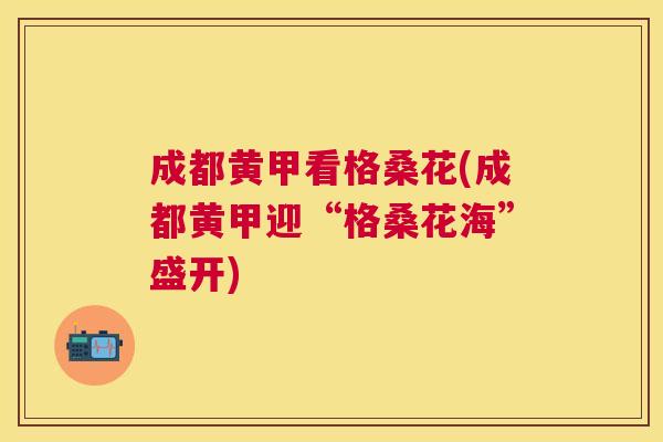 成都黄甲看格桑花(成都黄甲迎“格桑花海”盛开) 成都黄甲看格桑花(成都黄甲迎“格桑花海”盛开)