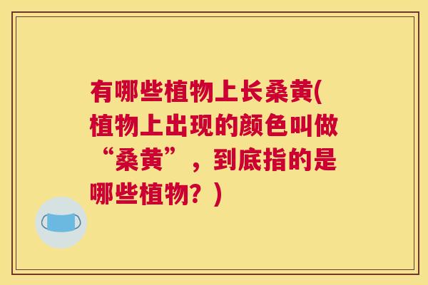 有哪些植物上长桑黄(植物上出现的颜色叫做“桑黄”,到底指的是哪些植物?) 有哪些植物上长桑黄(植物上出现的颜色叫做“桑黄”,到底指的是哪些植物?)