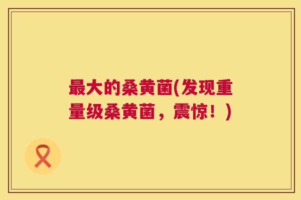 大的桑黄菌(发现重量级桑黄菌,震惊!) 大的桑黄菌(发现重量级桑黄菌,震惊!)