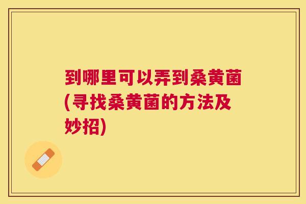到哪里可以弄到桑黄菌(寻找桑黄菌的方法及妙招) 到哪里可以弄到桑黄菌(寻找桑黄菌的方法及妙招)