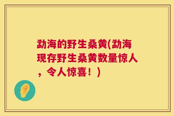 勐海的野生桑黄(勐海现存野生桑黄数量惊人,令人惊喜!) 勐海的野生桑黄(勐海现存野生桑黄数量惊人,令人惊喜!)