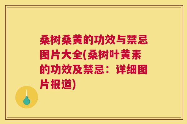 桑树桑黄的功效与禁忌图片大全(桑树叶黄素的功效及禁忌:详细图片报道) 桑树桑黄的功效与禁忌图片大全(桑树叶黄素的功效及禁忌:详细图片报道)