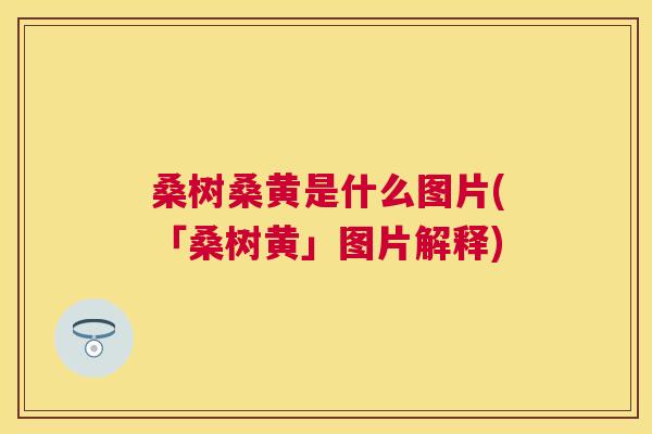 桑树桑黄是什么图片(「桑树黄」图片解释) 桑树桑黄是什么图片(「桑树黄」图片解释)