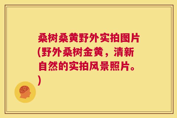 桑树桑黄野外实拍图片(野外桑树金黄,清新自然的实拍风景照片。) 桑树桑黄野外实拍图片(野外桑树金黄,清新自然的实拍风景照片。)