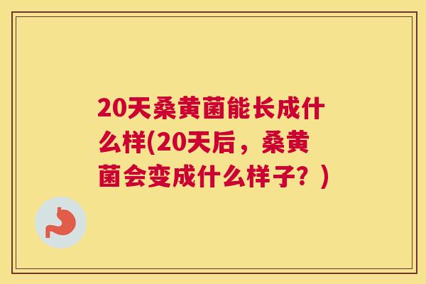 20天桑黄菌能长成什么样(20天后，桑黄菌会变成什么样子？)