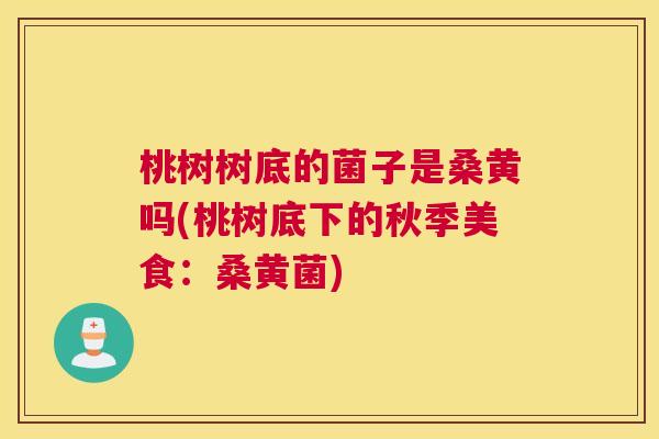 桃树树底的菌子是桑黄吗(桃树底下的秋季美食：桑黄菌)