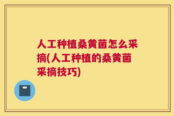 人工种植桑黄菌怎么采摘(人工种植的桑黄菌采摘技巧) 人工种植桑黄菌怎么采摘(人工种植的桑黄菌采摘技巧)