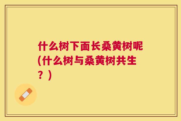 什么树下面长桑黄树呢(什么树与桑黄树共生?) 什么树下面长桑黄树呢(什么树与桑黄树共生?)