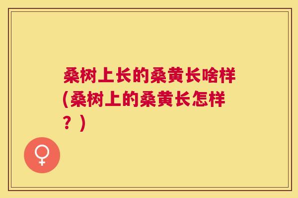 桑树上长的桑黄长啥样(桑树上的桑黄长怎样？)