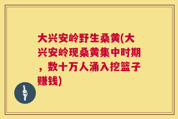 大兴安岭野生桑黄(大兴安岭现桑黄集中时期,数十万人涌入挖篮子赚钱) 大兴安岭野生桑黄(大兴安岭现桑黄集中时期,数十万人涌入挖篮子赚钱)