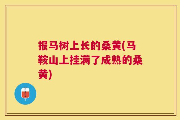 报马树上长的桑黄(马鞍山上挂满了成熟的桑黄) 报马树上长的桑黄(马鞍山上挂满了成熟的桑黄)