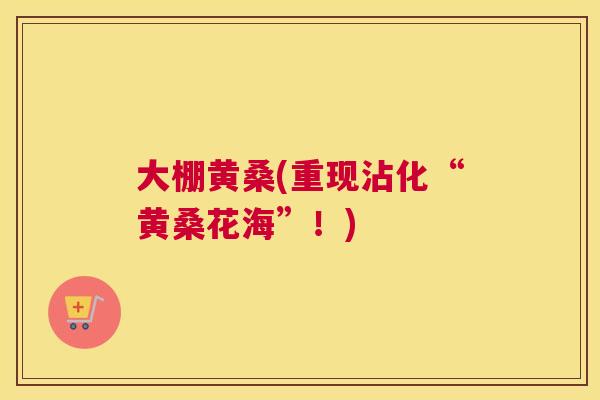 大棚黄桑(重现沾化“黄桑花海”!) 大棚黄桑(重现沾化“黄桑花海”!)